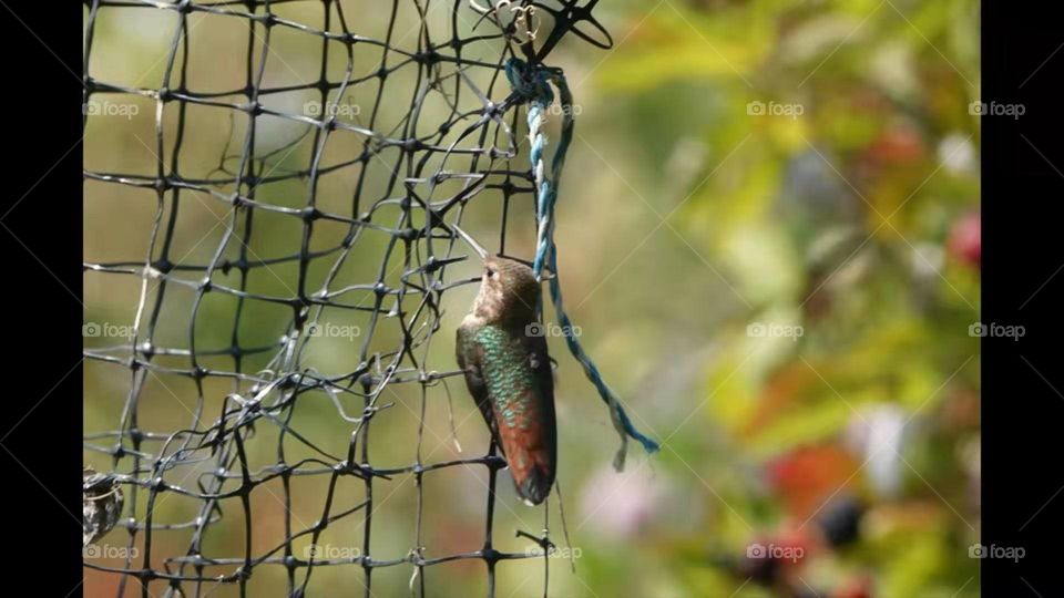 Hemming bird 
