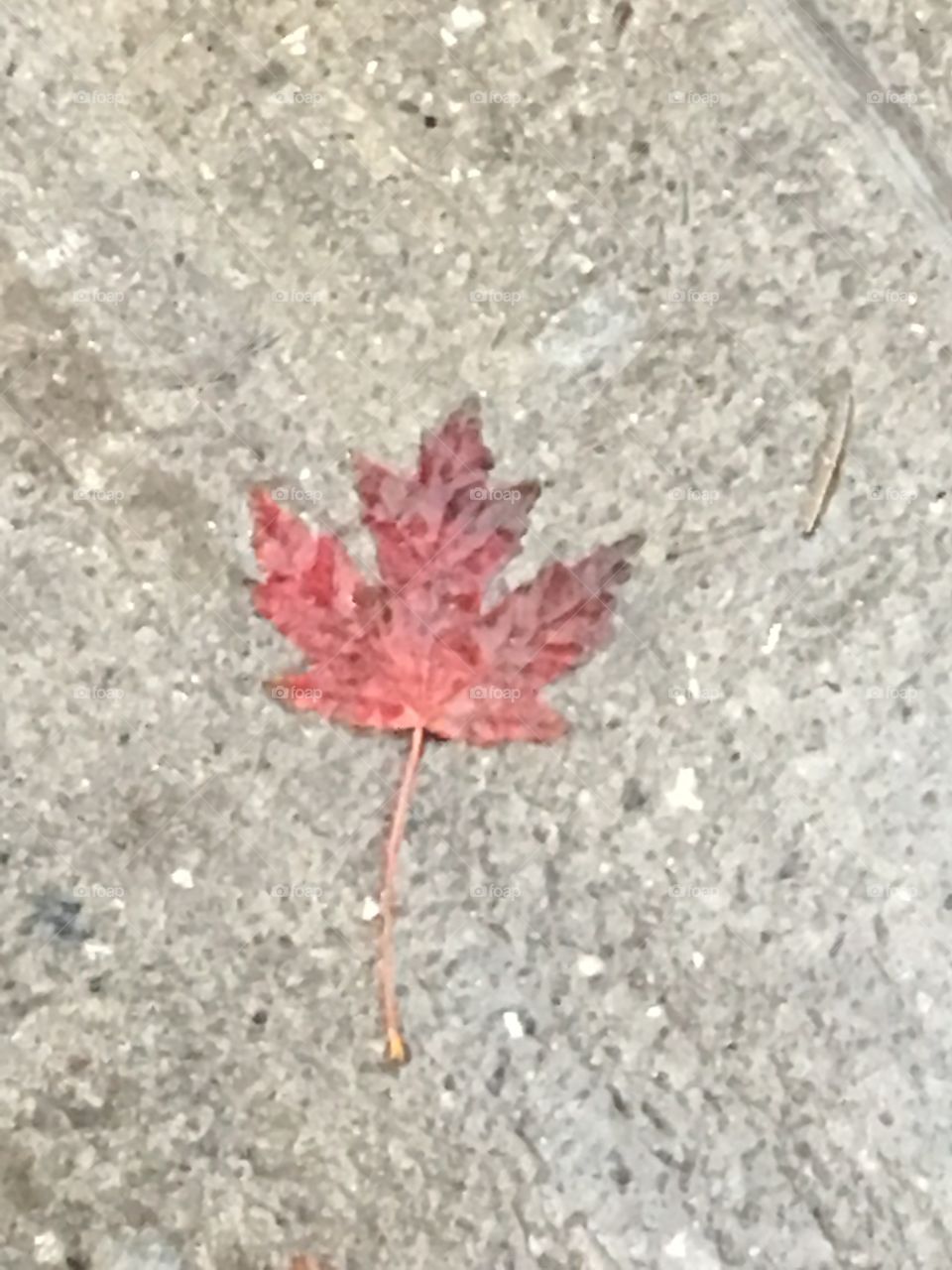 Maple leaf magic
