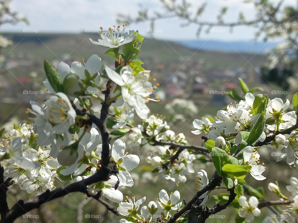 spring landscape with flowering shrubs in the mountains.