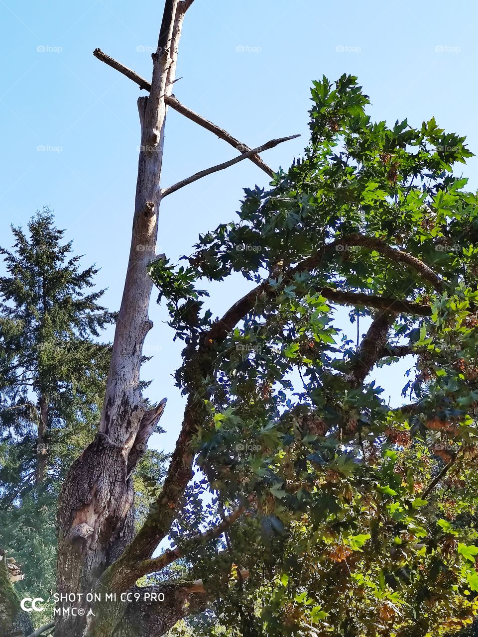 trees and forest series