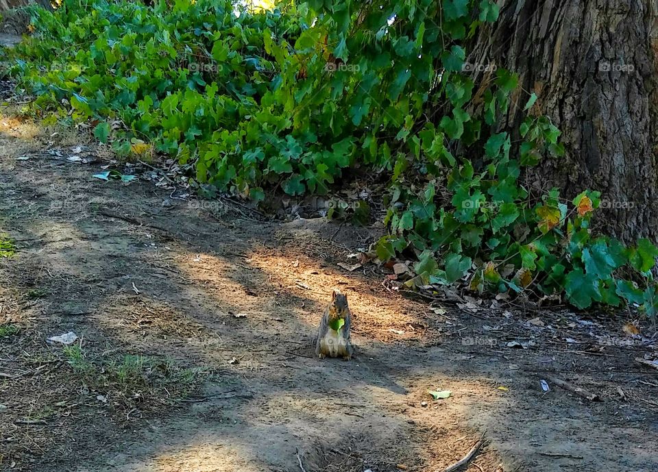 enjoying a tasty green leaf
