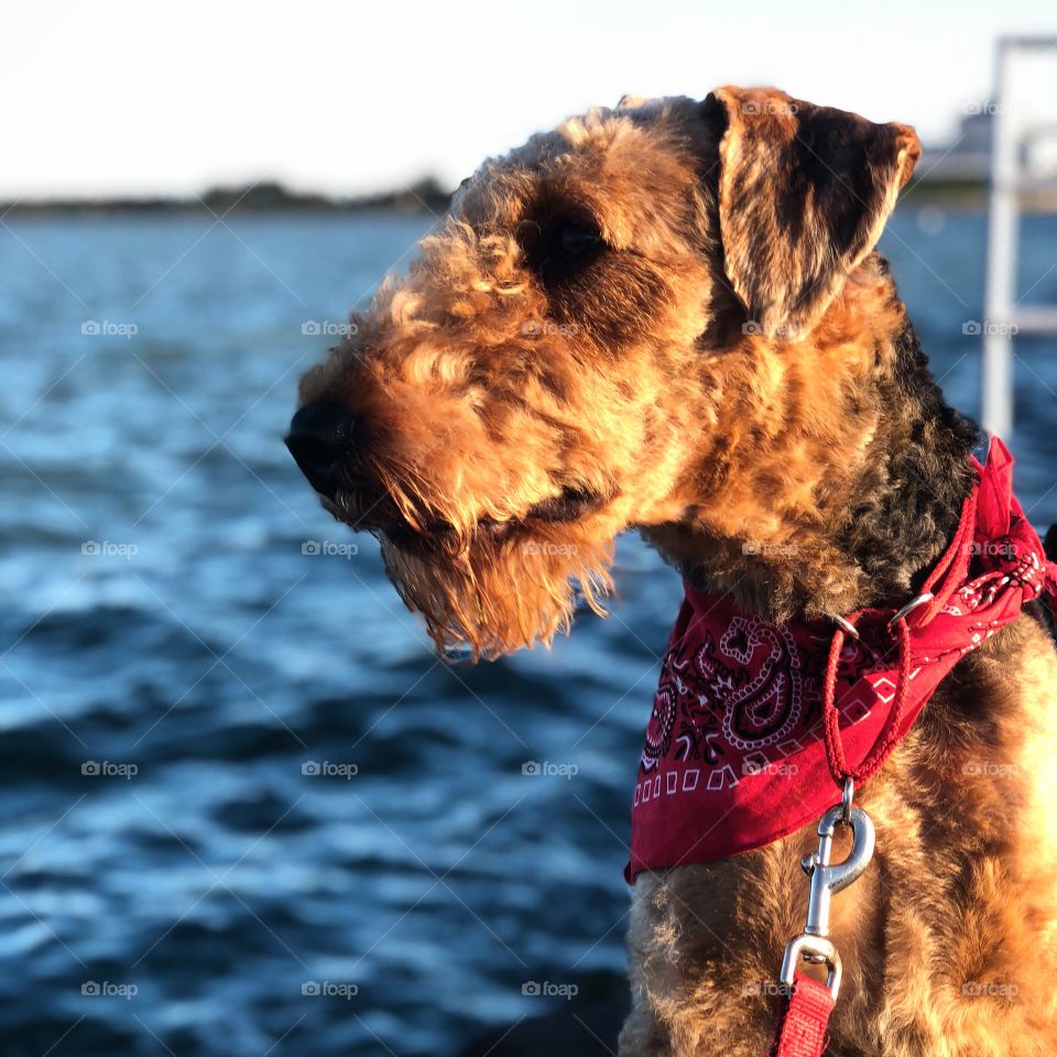Airedale Terrier Lakeside