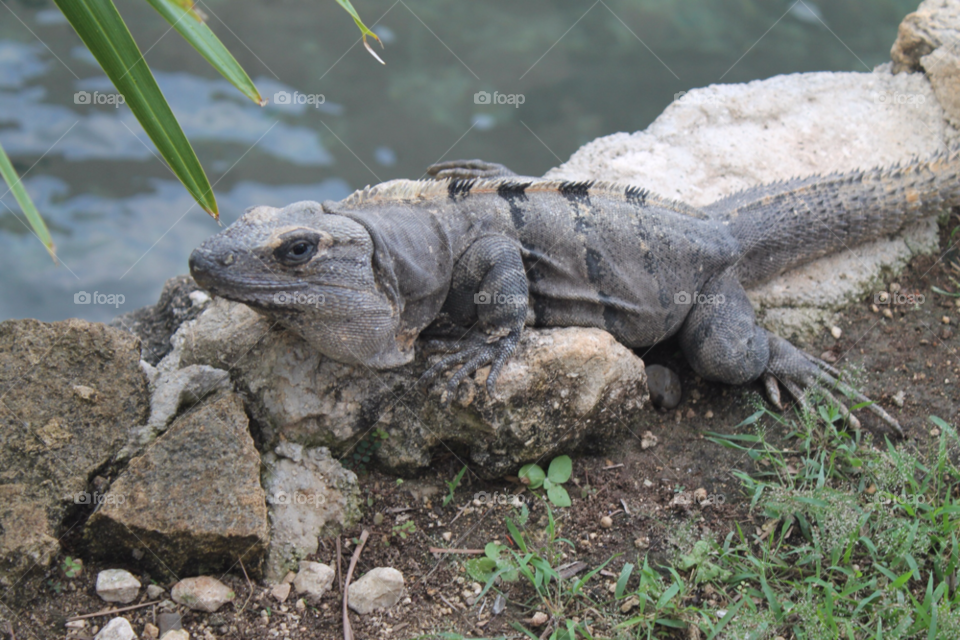 nature animal lizard reptile by Elina