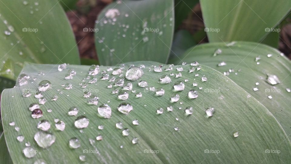 Water drops. rain drops on a leaf