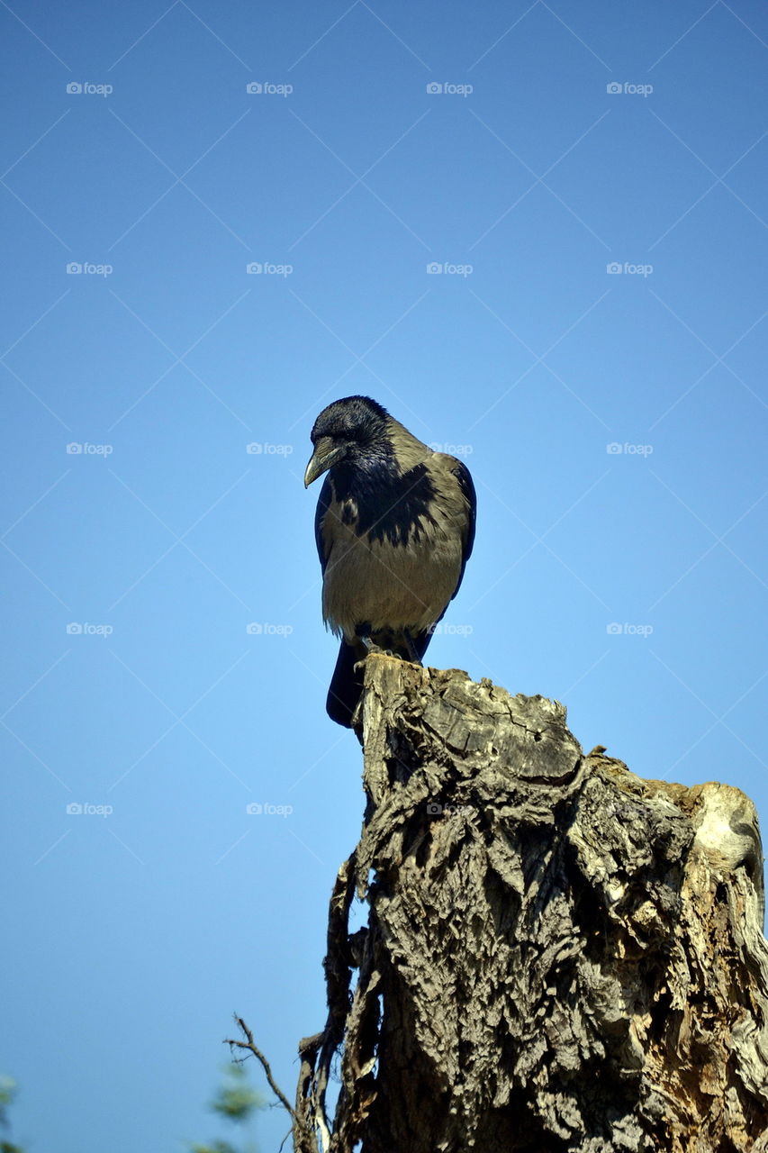 raven, sitting, trunk, outdoor, bird, black,