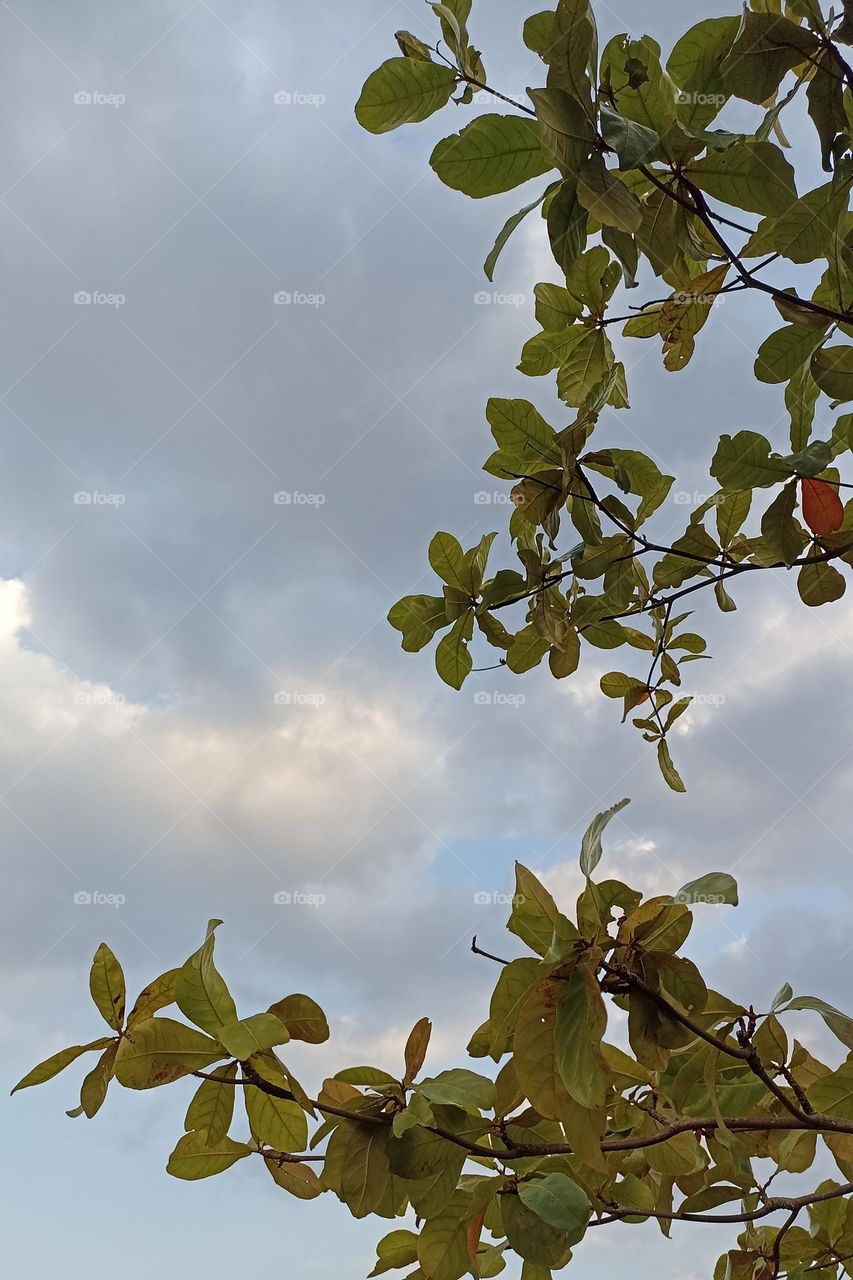 Close-up view of tree leaves in the afternoon