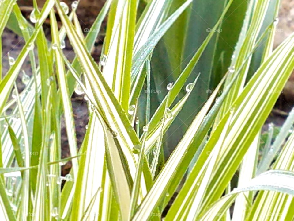 The dew on the grass