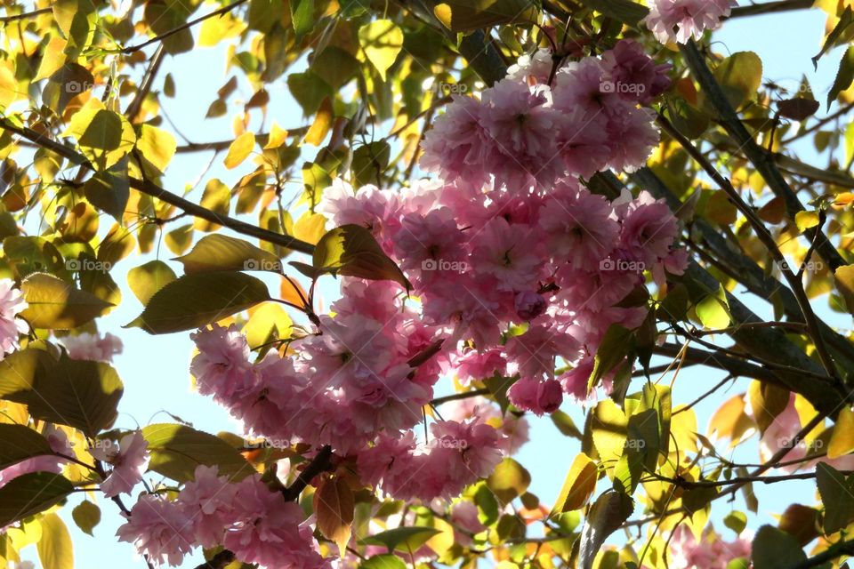 Spring Japanese cherry  tree