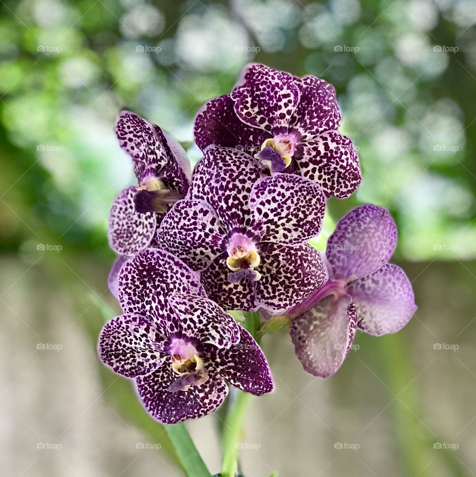 Orchid 