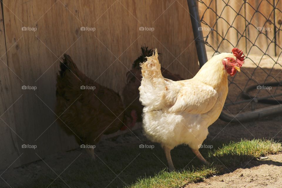 Chickens eating grass