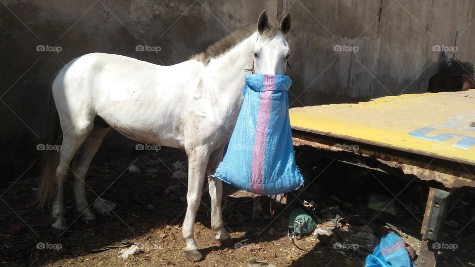 white horse is standing.