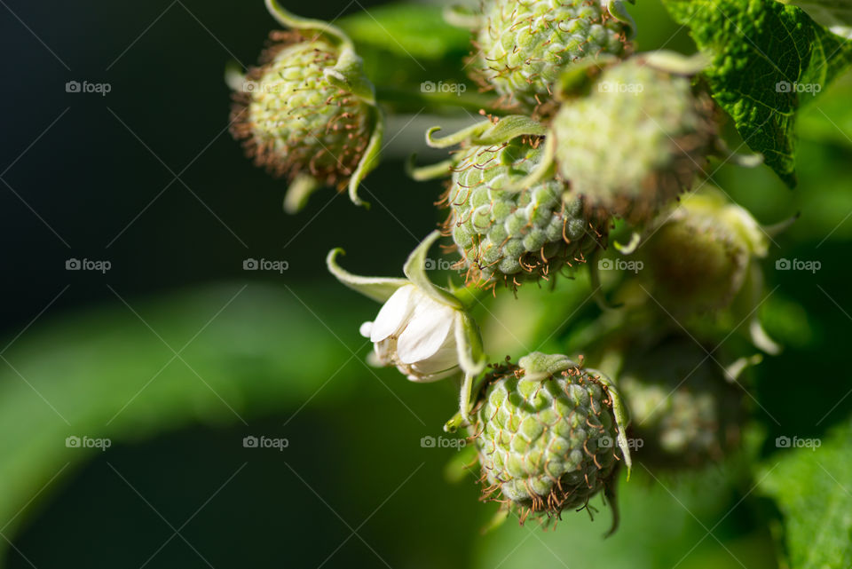 Wild raspberry close up