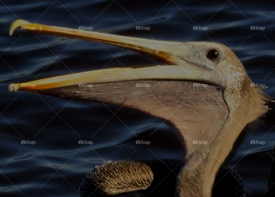 Close up of a pelican head