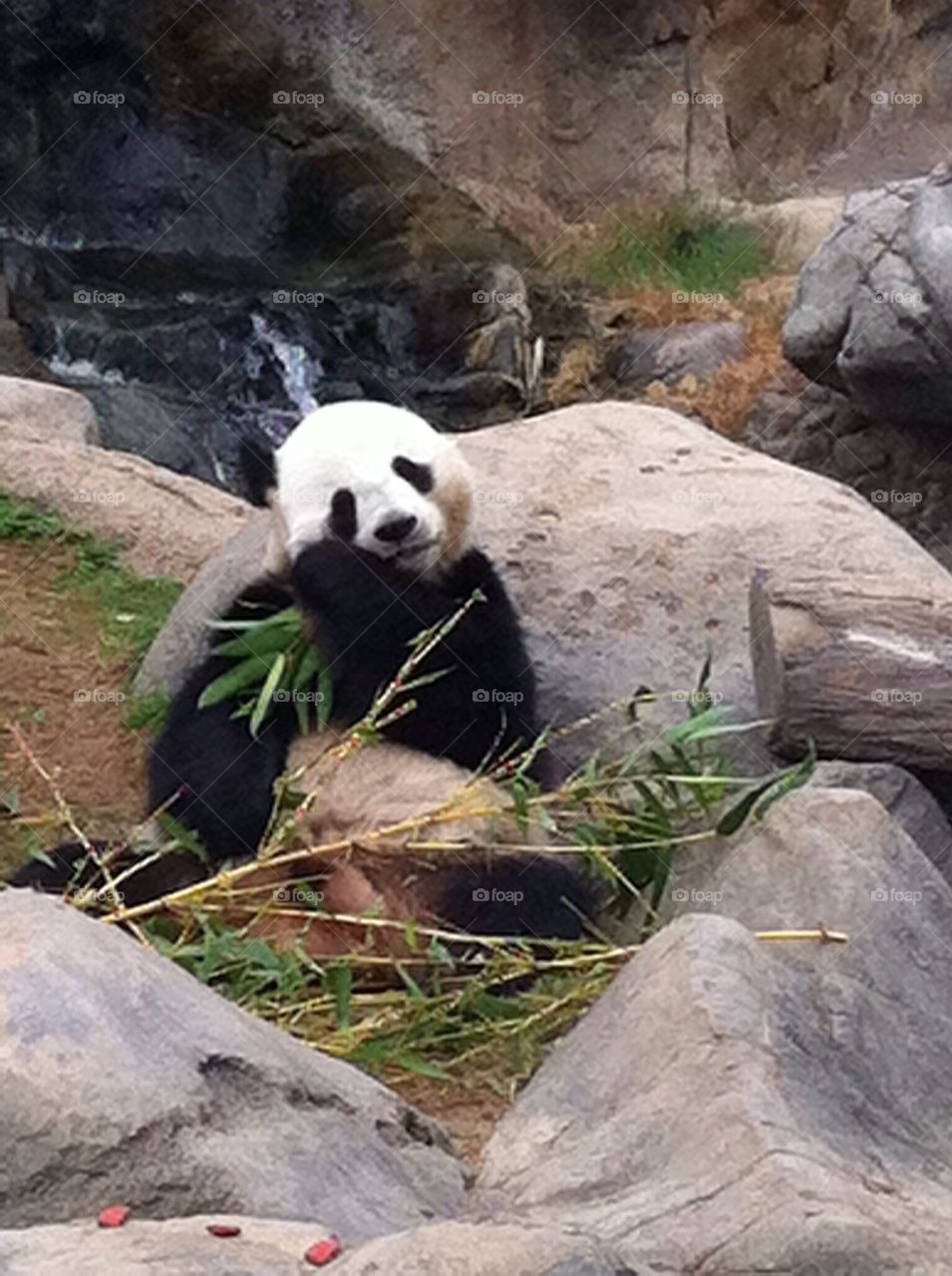 Panda snack time