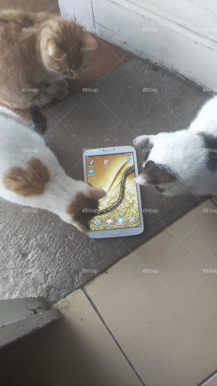 What is that? They are so curious