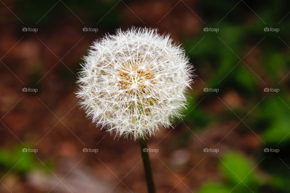 Dandelion