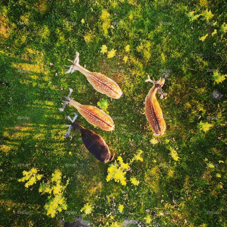 colourful drone shot of grazing deer