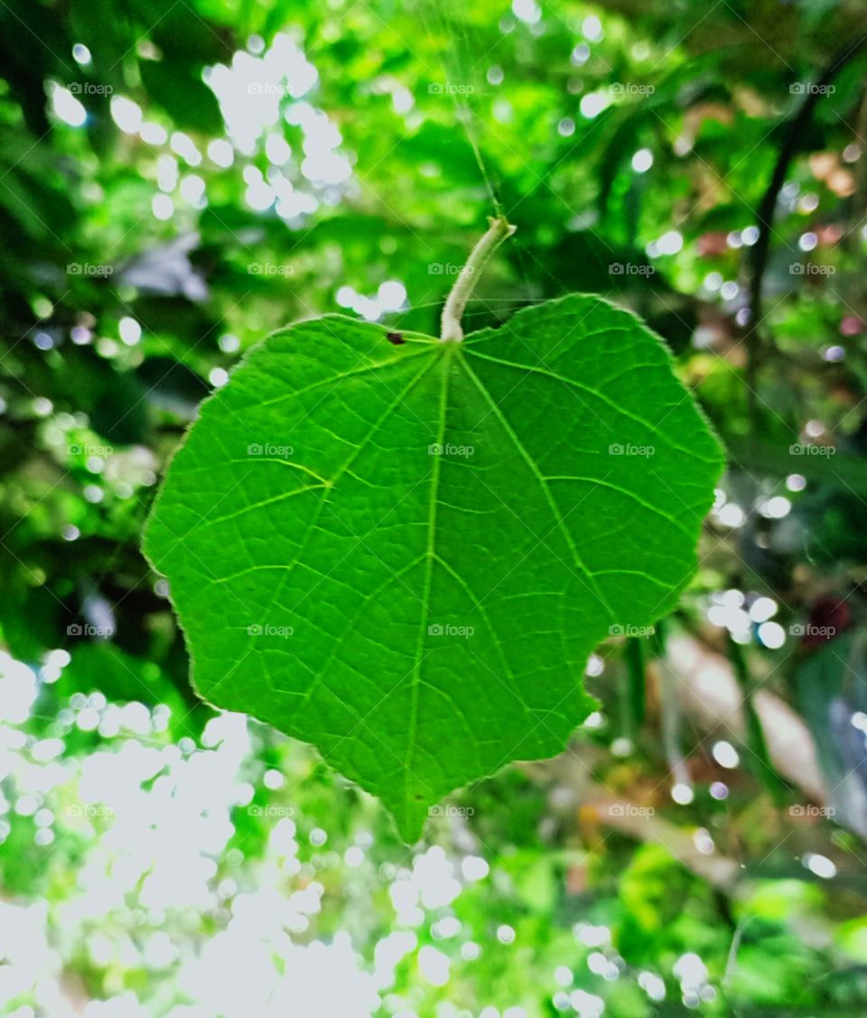 leaf