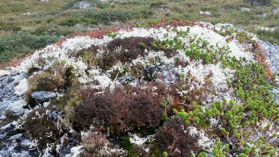 The rough nature in Norway