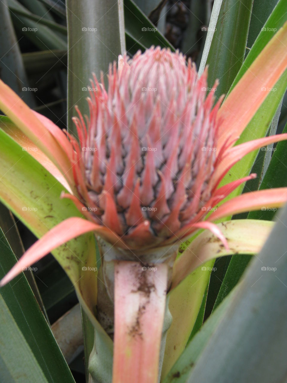 Growing Pineapple