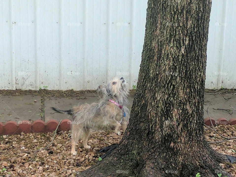 Dog tree squirrel 