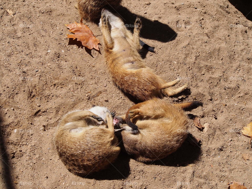 Suricate babies