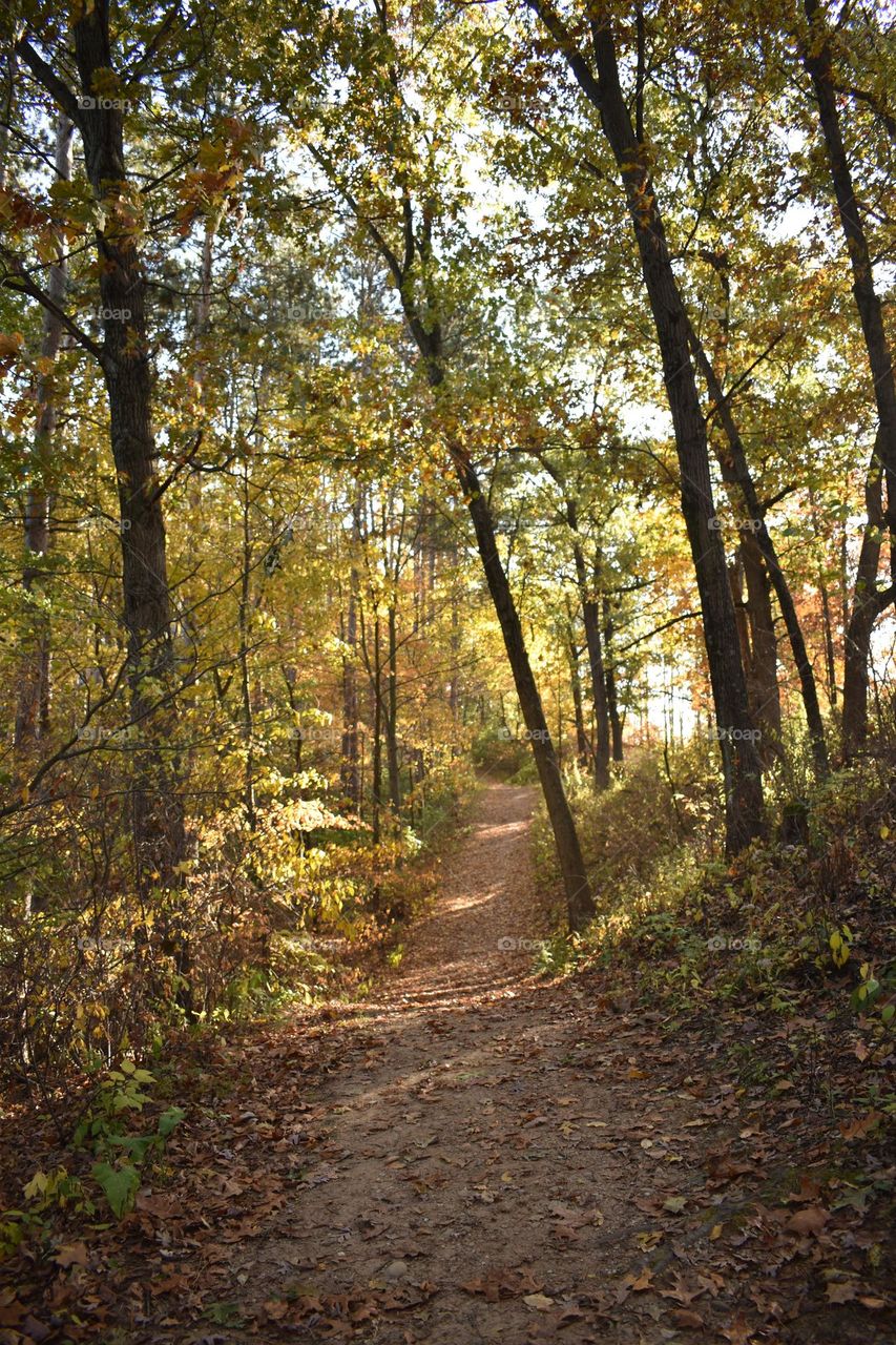 A dirt path through the forest