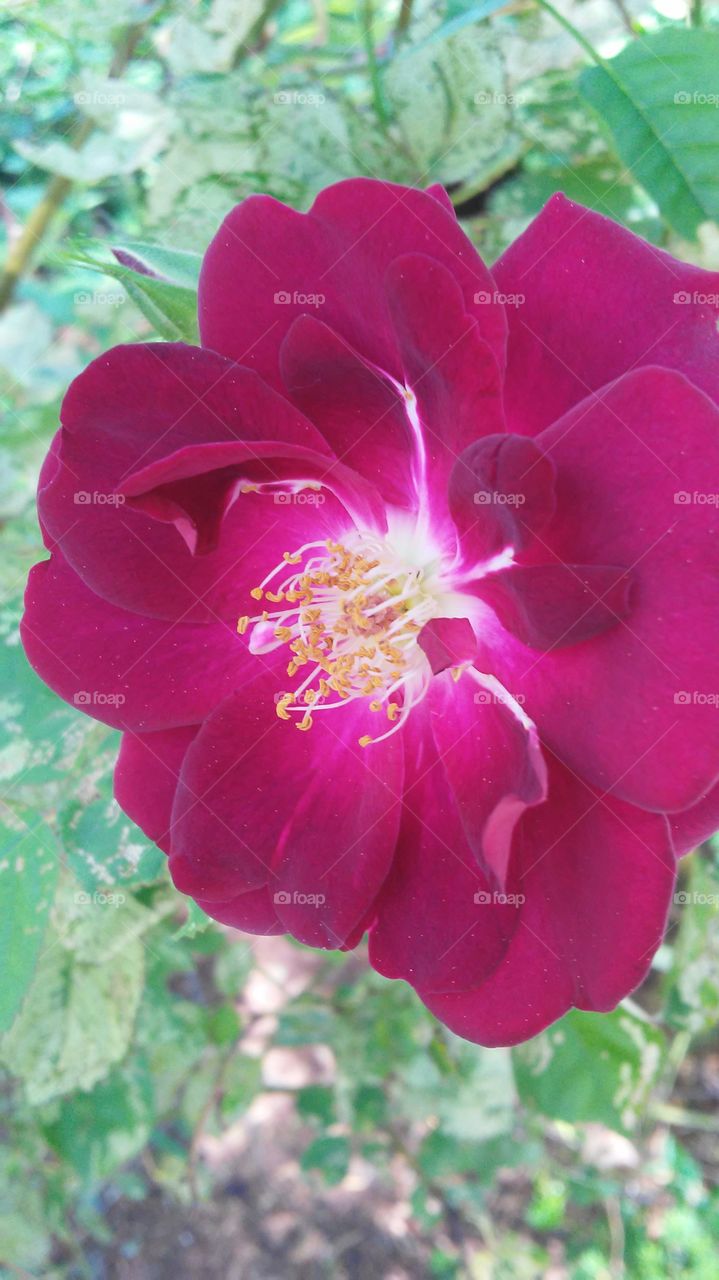 summer beauty. flower power