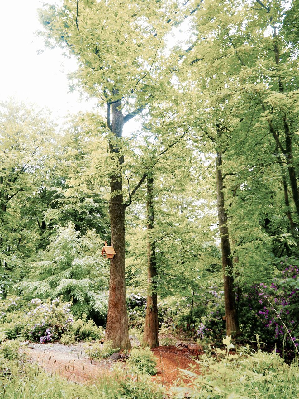 Trees and birdhouse in Longleat forest