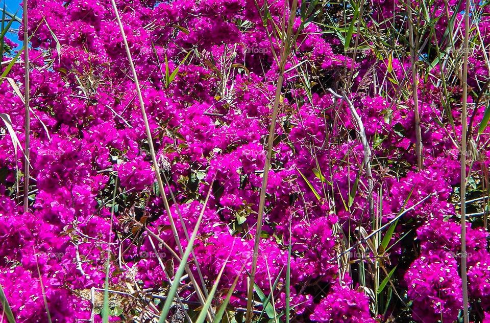 bouganvilla