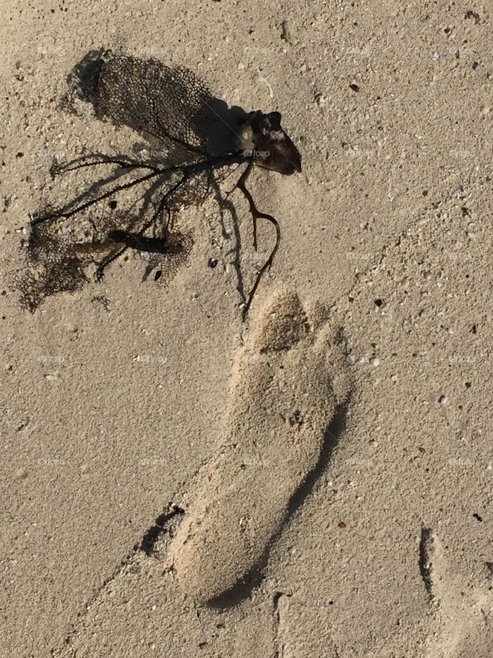 Beach foot prints 