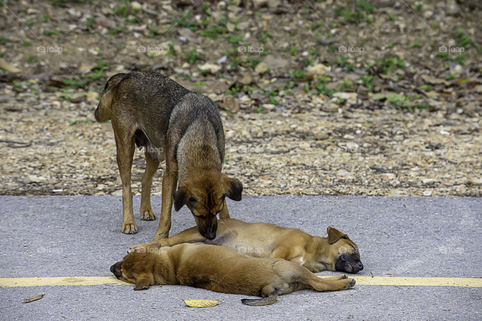 The mother dog cleans the puppy lying on the road.