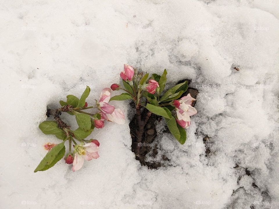 Late snow fall while blooming in April