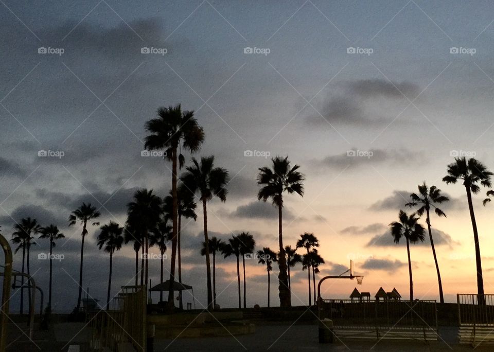 Silhouette of palm trees at Venice Beach