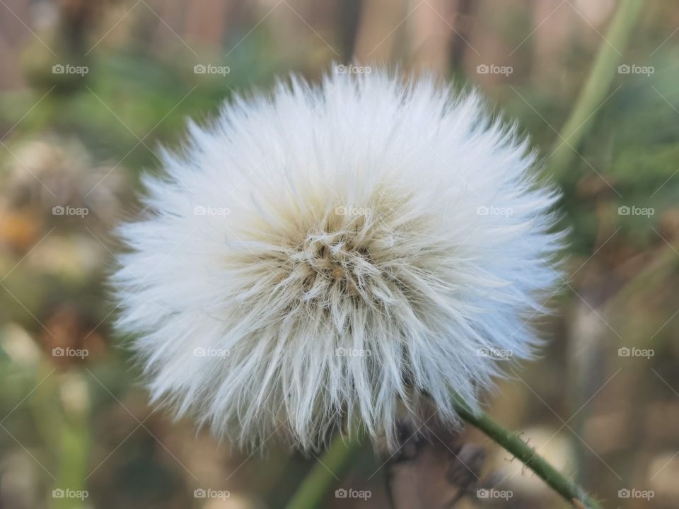 seed head