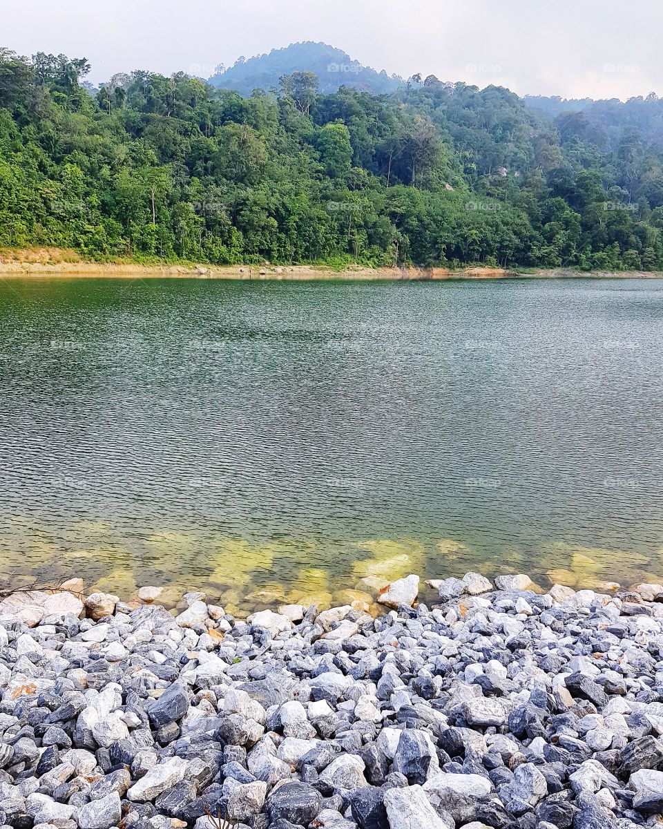 Scenic view of swamp against forest
