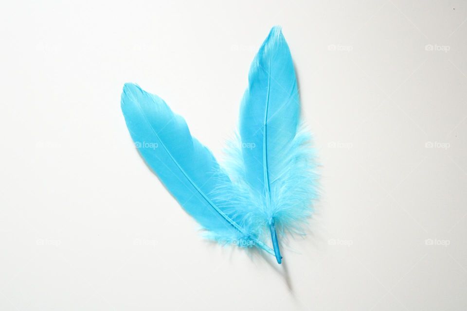 Blue feathers 💙