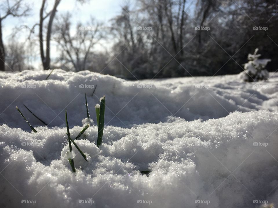 Winter scene in forest