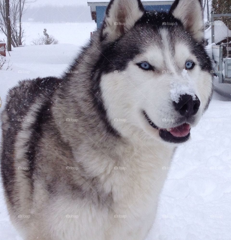 Siberian Husky