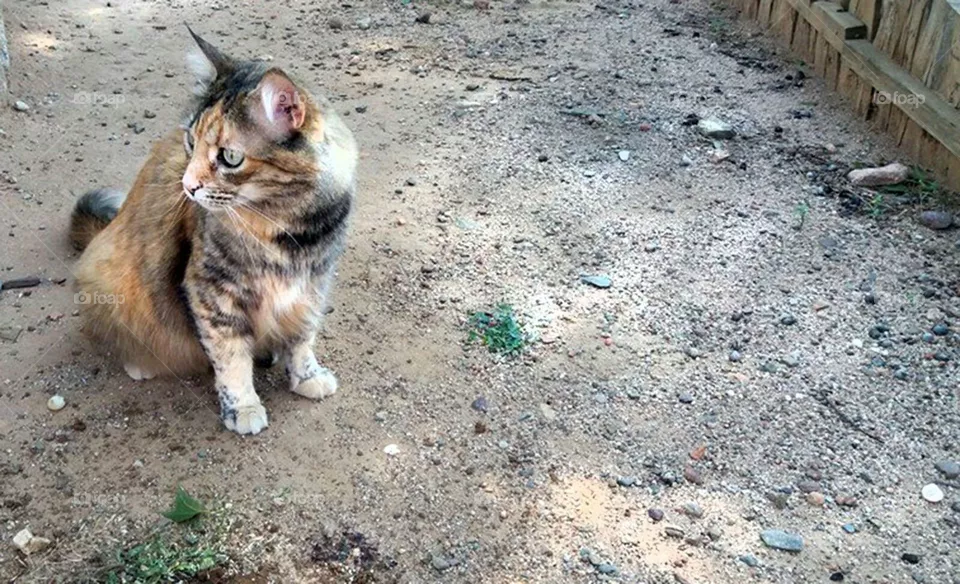 cat