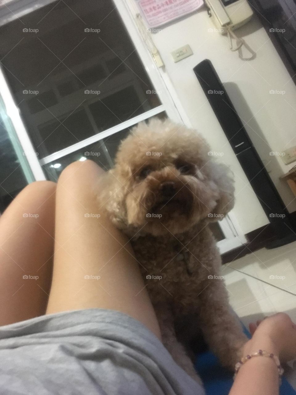 My baby dog bothered me when I was doing abdominal exercise