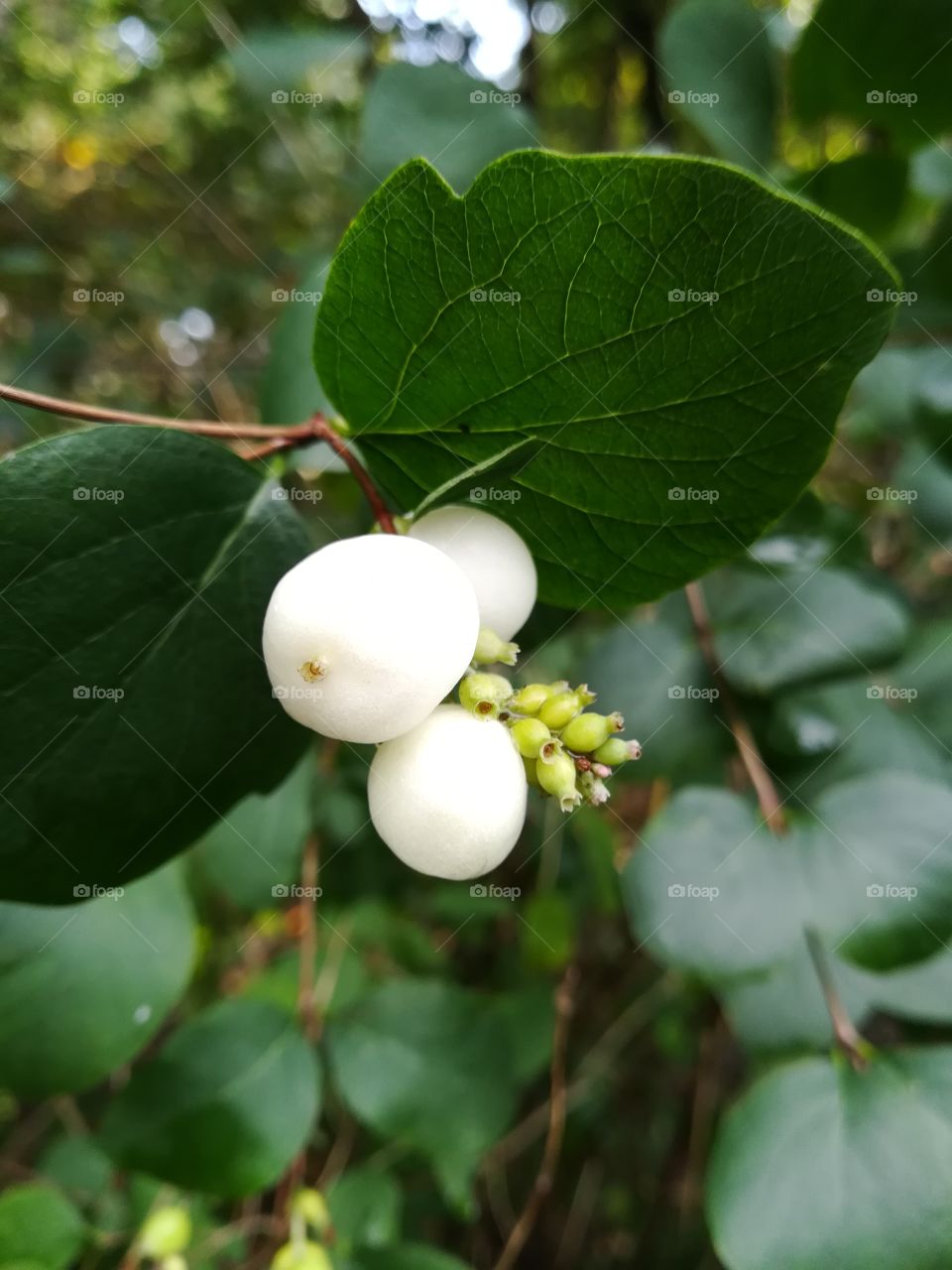 Snowberry