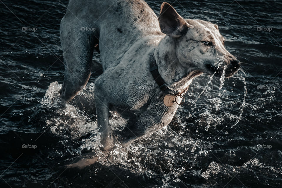 A happy dog during sunset, playing around the beach in Bali, Indonesia, jumping and running, chasing for the wave