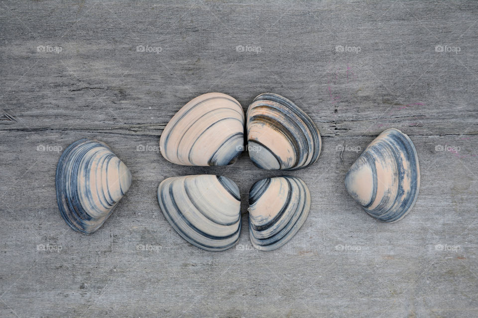 Striped clam animals on wooden background