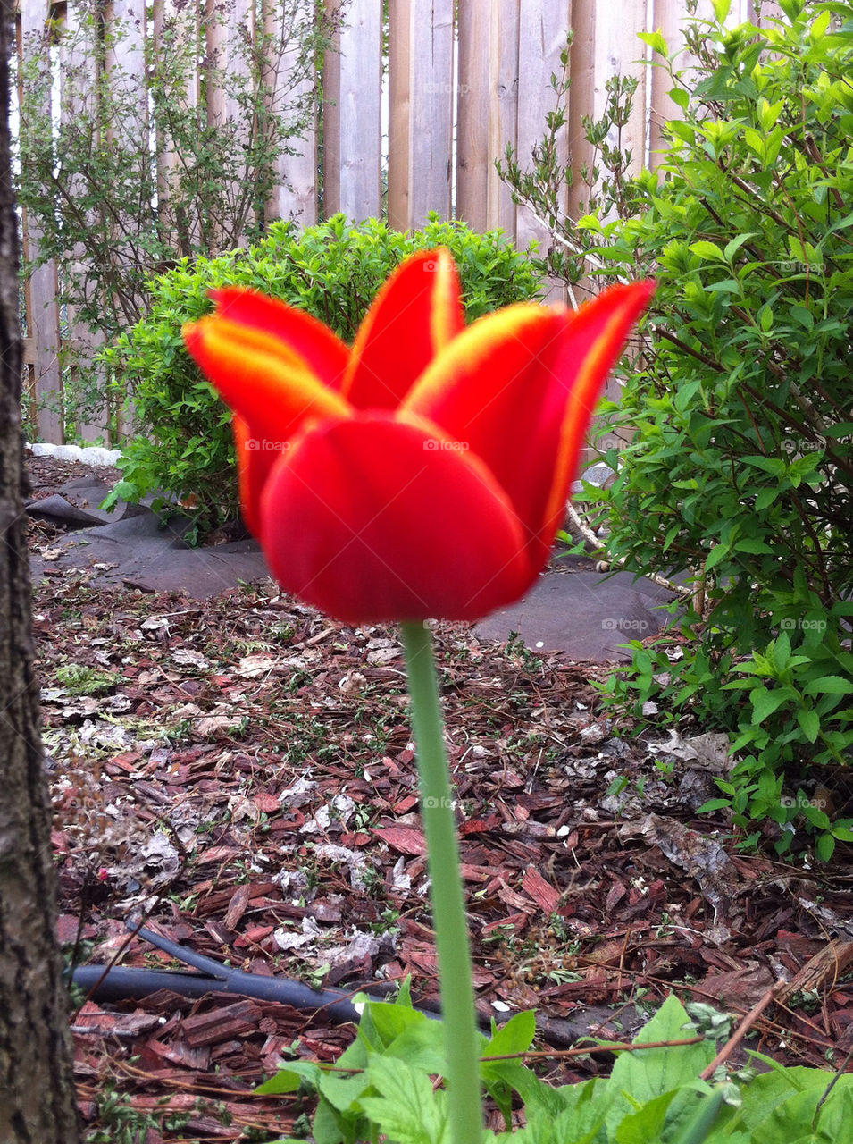 SPRING TULIP