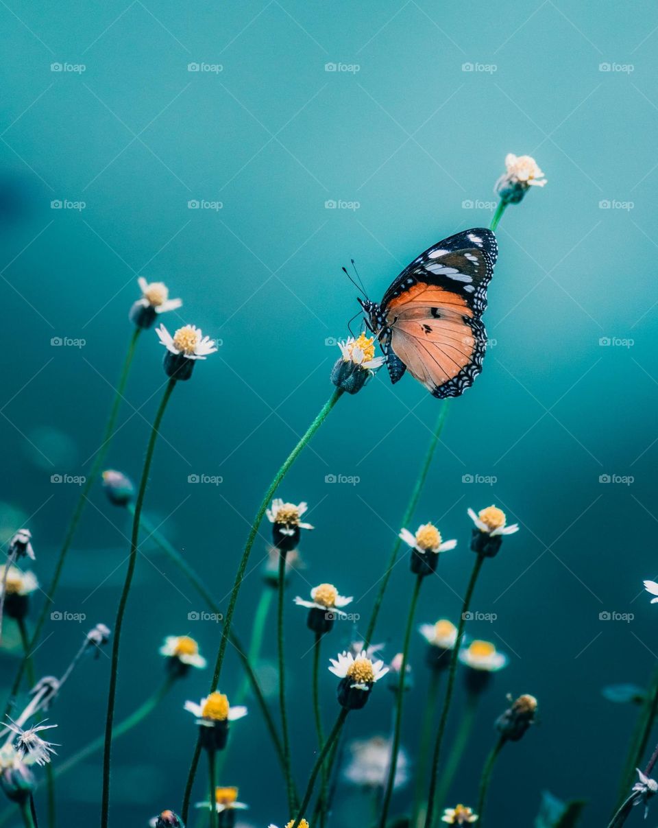 brown and black butterfly perched on white flower in close up photography