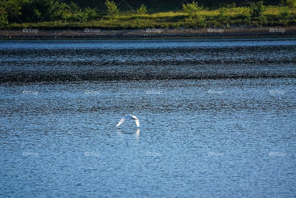 Egret Flying Low Over the Water 
