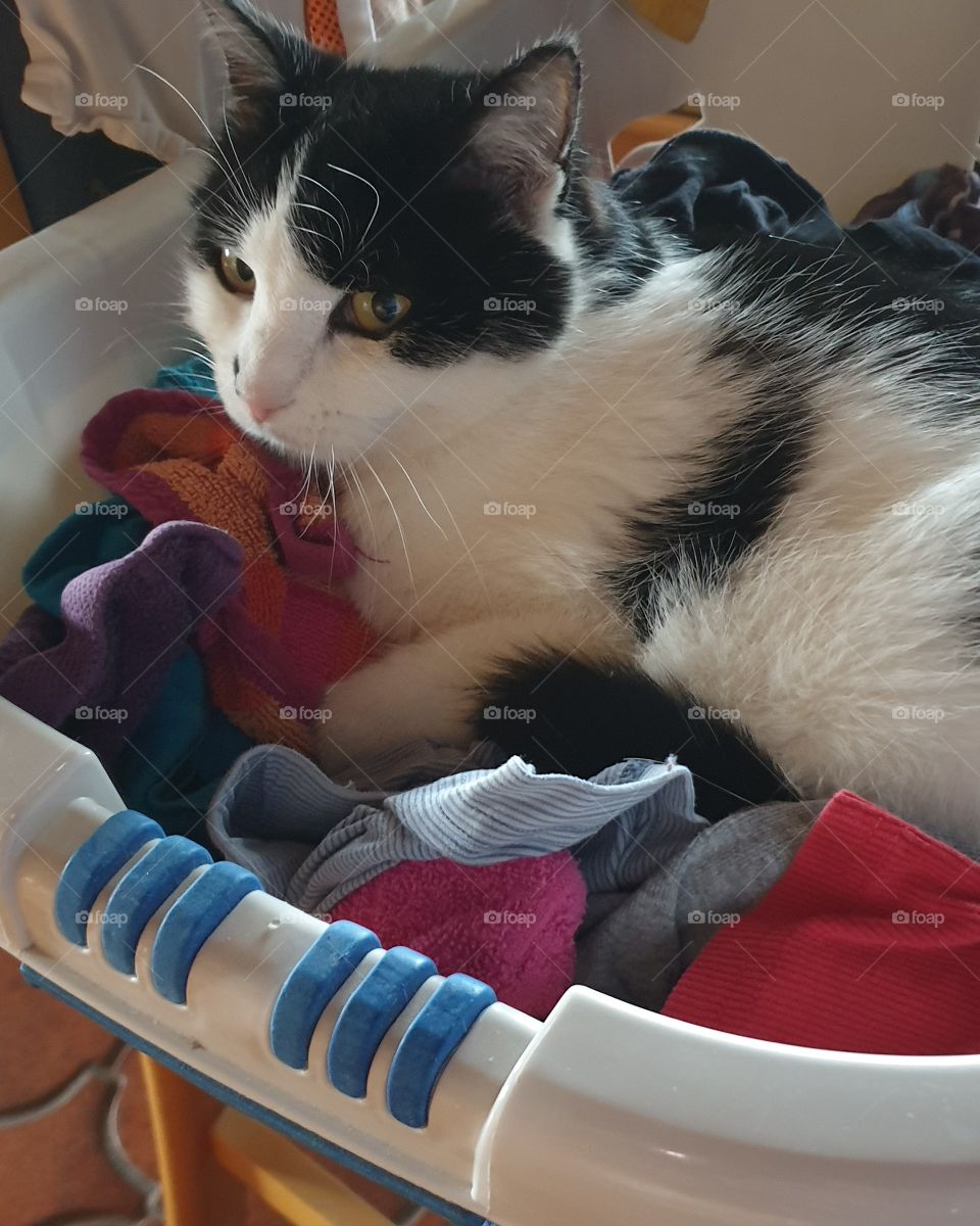 Katze im Wäschekorb
Wohlfühlend im Wäschekorb
Kuschelig Wäsche Sauber