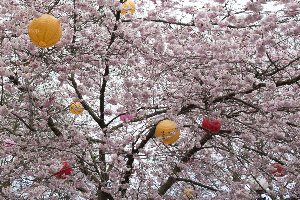 cherry tree blooming colored round rice paper lamps .
Blommande  körsbärsträd färgade runda rislampor bollar