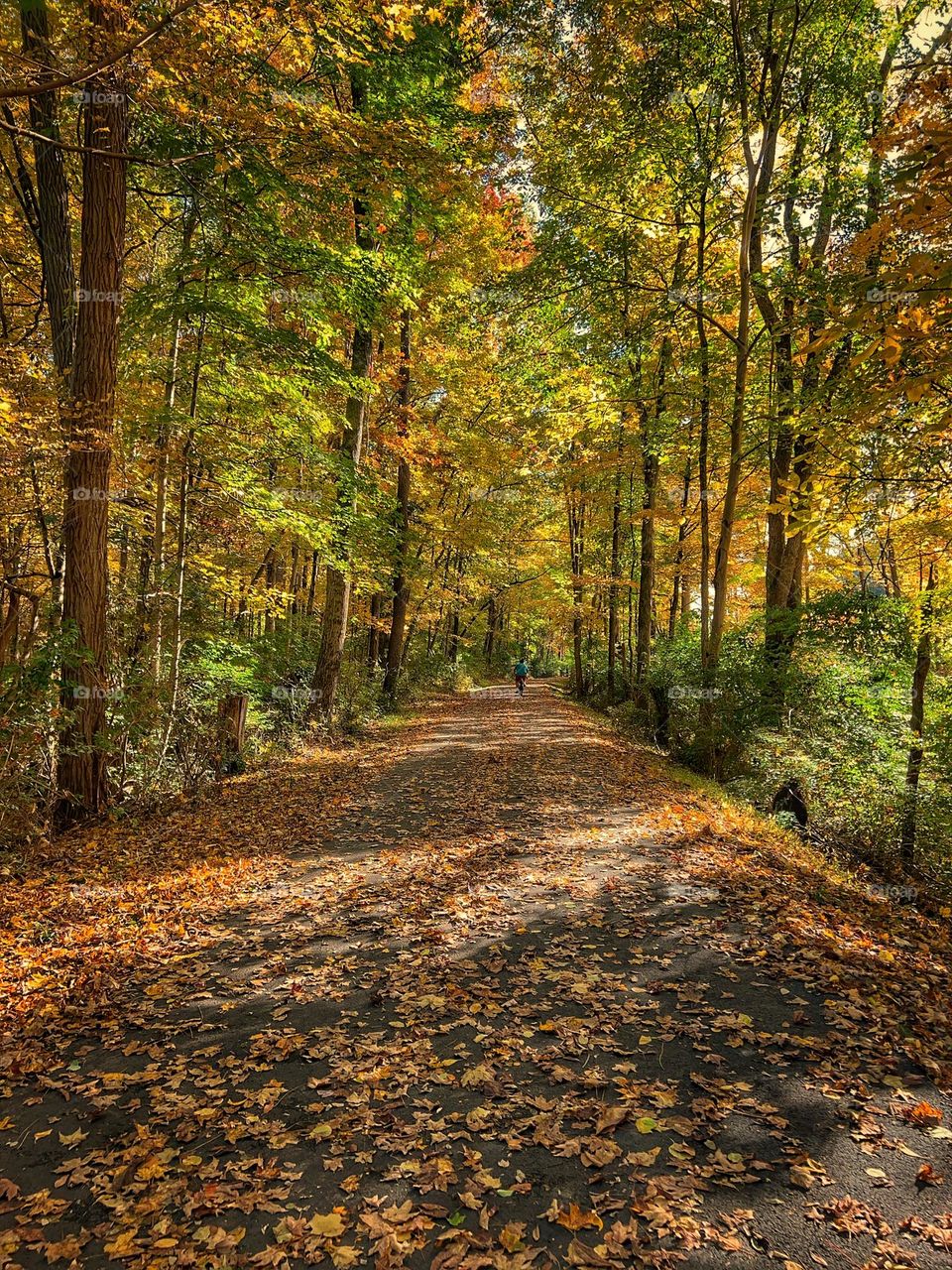 Man riding his bike in the beautiful foliage during autumn in the forest.